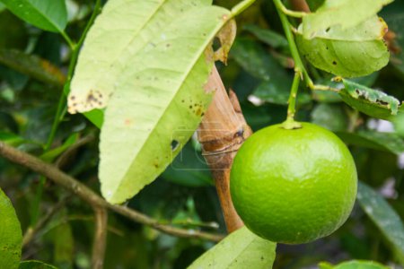 Foto de Una gran fruta de limón colgando en un hermoso jardín verde - Imagen libre de derechos