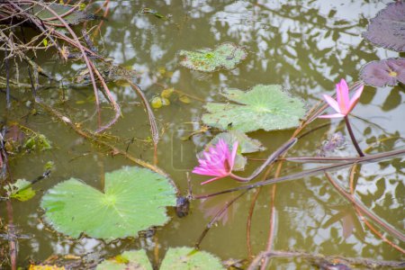 Foto de Pink lotus flower in water and corner beauty leaves nature - Imagen libre de derechos
