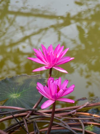 Foto de Pink lotus blooming in water Thai garden beauty nature - Imagen libre de derechos