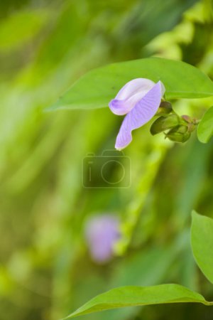 Foto de Purple wildflowers blooming in the morning blurred background - Imagen libre de derechos