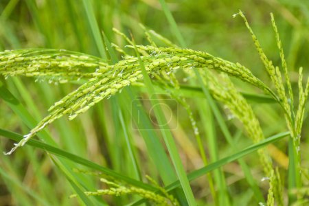 Foto de Green rice grow wildly on a beautiful farm in Thailand. and light soft - Imagen libre de derechos
