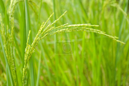 Foto de Green rice grow wildly on a beautiful farm in Thailand - Imagen libre de derechos