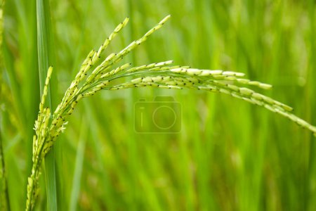 Foto de Green rice grow wildly on a beautiful farm in Thailand - Imagen libre de derechos