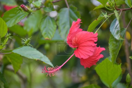 Foto de Red Hibiscus petal blooming beauty nature in Thai garden - Imagen libre de derechos