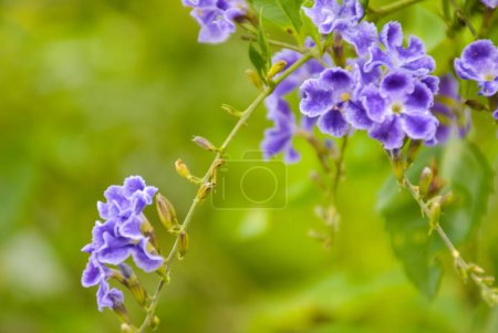 Foto de Petrea volubilis blue flower blooming in garden and light soft blur - Imagen libre de derechos