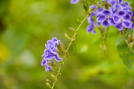 Foto de Petrea volubilis blue flower blooming in garden and light soft blur - Imagen libre de derechos