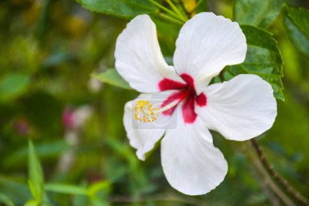 Foto de White Hibiscus petal blooming beauty nature in Thai garden - Imagen libre de derechos