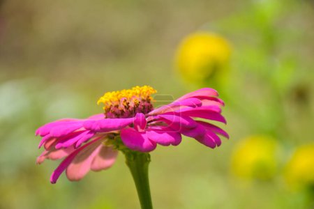 Foto de Pink Zinnia violacea flower blooming and soft blur background - Imagen libre de derechos