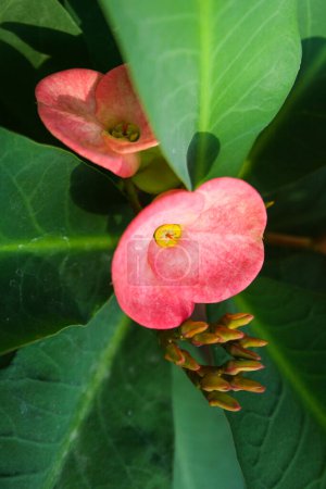 Foto de Pink  Poi Sian flower blooming in the garden - Imagen libre de derechos
