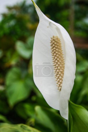 Foto de White anthurium flower bloom beautiful in the garden - Imagen libre de derechos