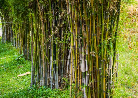 Foto de Bambú en Garden Park, Bangkok central, Tailandia - Imagen libre de derechos