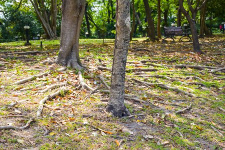 Foto de Árboles y raíces, hermosos paisajes en el jardín Parque en Bangkok, Tailandia - Imagen libre de derechos