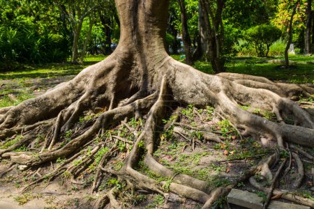 Téléchargez les photos : Racines dans le jardin parc Bangkok Thaïlande - en image libre de droit