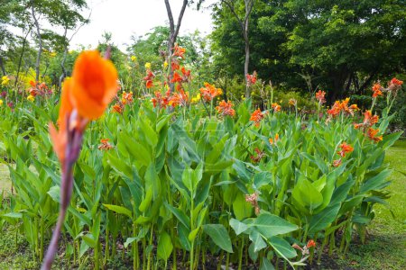 Foto de Campo de flores de Canna con hermosos colores floreciendo en el jardín - Imagen libre de derechos