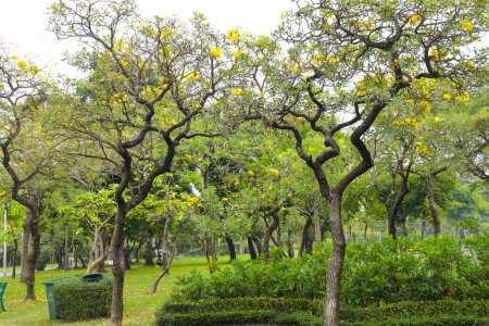 Foto de Hermosos paisajes y árboles en el parque, Bangkok, Tailandia - Imagen libre de derechos