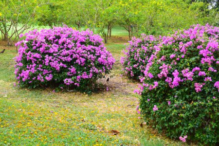 Foto de Hermosas flores púrpuras en el jardín de Bangkok, Tailandia - Imagen libre de derechos