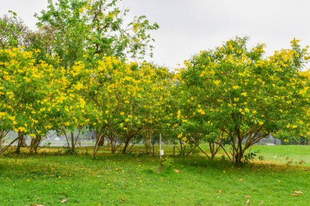 Foto de Hermoso campo de flores amarillo-naranja en el jardín de Bangkok, Tailandia - Imagen libre de derechos