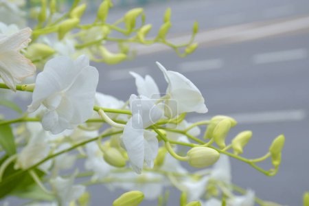 Foto de Orquídea blanca floreciendo en el jardín Bangkok Tailandia - Imagen libre de derechos
