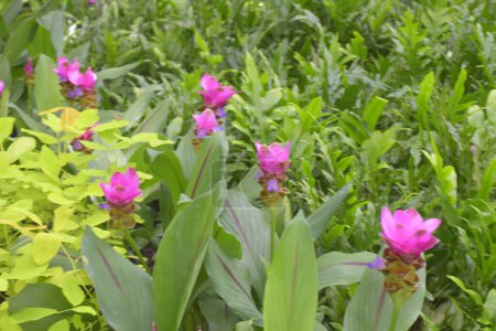 Foto de Hermosas flores de Cracovia en un jardín, Bangkok, Tailandia - Imagen libre de derechos