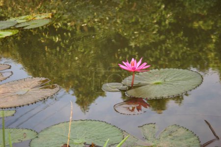 Foto de Flores de loto rosa y púrpura florecen en el estanque de jardín tailandés. - Imagen libre de derechos