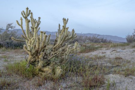 Sus floraciones vibrantes y su naturaleza resistente lo convierten en una adición cautivadora a cualquier paisaje desértico. Traiga a casa un pedazo de belleza del desierto hoy Cylindropuntia ganderi cactus. Foto de alta calidad