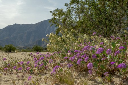 Borrego Springs Super Bloom: Una impresionante captura del desierto adornado con un caleidoscopio de flores silvestres de colores, pintando el paisaje árido con tonos vibrantes