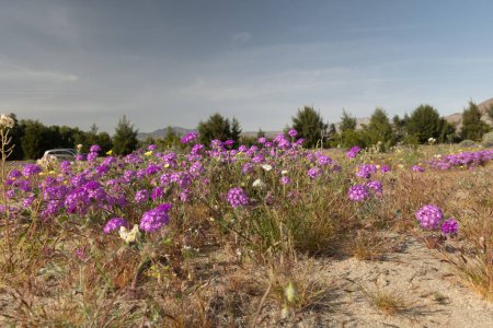 Borrego Springs Super Bloom: Eine atemberaubende Aufnahme der Wüste, die mit einem Kaleidoskop bunter Wildblumen geschmückt ist und die trockene Landschaft mit lebendigen Farben bemalt