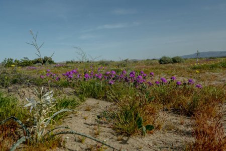 Seltene und atemberaubende Wüstenlilien Hesperocallis Undulata in voller Blüte durch die Wüste Anza-Borrego. Diese exquisiten Blumen bedecken die Wüstenlandschaft