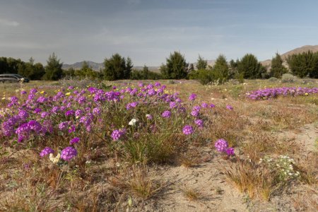 Borrego Springs Super Bloom: Una impresionante captura del desierto adornado con un caleidoscopio de flores silvestres de colores, pintando el paisaje árido con tonos vibrantes
