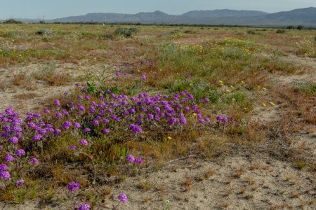 Borrego Springs Super Bloom : A stunning capture of the desert adorned with a kaleidoscope of colorful wildflowers, painting the arid landscape with vibrant hues