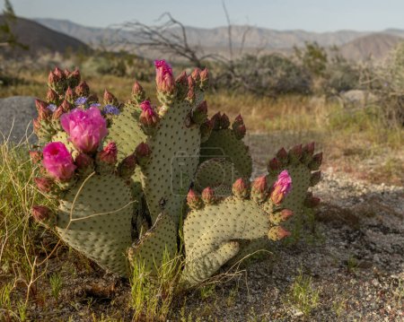 Beavertail Cactus Opuntia basilaris foto en el desierto: una llamativa planta plana grande con flores rosadas vibrantes, complementando el paisaje árido del desierto y creando un impresionante contraste y belleza.