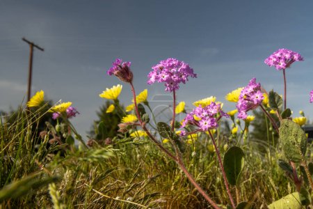 Borrego Springs Super Bloom: Eine atemberaubende Aufnahme der Wüste, die mit einem Kaleidoskop bunter Wildblumen geschmückt ist und die trockene Landschaft mit lebendigen Farben bemalt