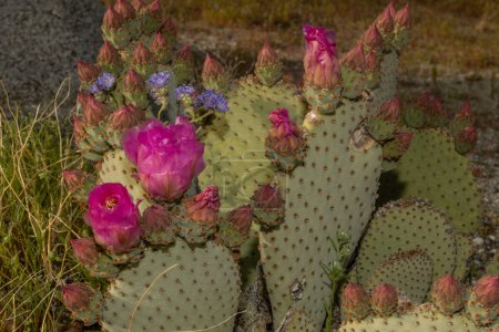 Beavertail Cactus Opuntia basilaris Foto in der Wüste: eine auffallend große, flache Pflanze mit leuchtend rosa Blüten, die die trockene Wüstenlandschaft ergänzt und beeindruckenden Kontrast und Schönheit schafft.