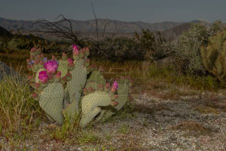 Beavertail Cactus Opuntia basilaris Foto in der Wüste: eine auffallend große, flache Pflanze mit leuchtend rosa Blüten, die die trockene Wüstenlandschaft ergänzt und beeindruckenden Kontrast und Schönheit schafft.