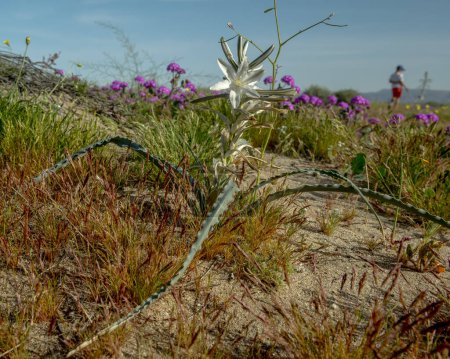 Seltene und atemberaubende Wüstenlilien Hesperocallis Undulata in voller Blüte durch die Wüste Anza-Borrego. Diese exquisiten Blumen bedecken die Wüstenlandschaft