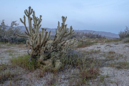 Seine lebendige Blüte und seine widerstandsfähige Natur machen ihn zu einer faszinierenden Ergänzung jeder Wüstenlandschaft. Bringen Sie heute ein Stück Wüstenschönheit nach Hause: Cylindropuntia ganderi Kaktus. Hochwertiges Foto