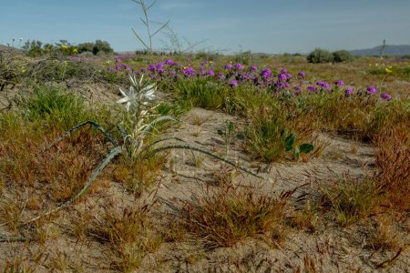 Seltene und atemberaubende Wüstenlilien Hesperocallis Undulata in voller Blüte durch die Wüste Anza-Borrego. Diese exquisiten Blumen bedecken die Wüstenlandschaft,