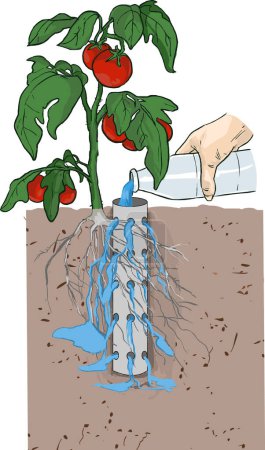 Illustration for Vegetables watering methods vector illustration - Royalty Free Image