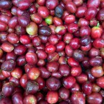 Coffee beans originating from the Central Aceh region