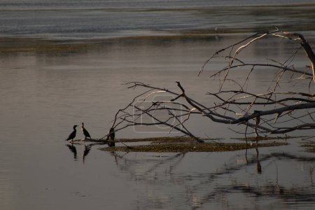 Photo for Twilight Serenade: Winnebago Lake, Wisconsin, USA - Royalty Free Image
