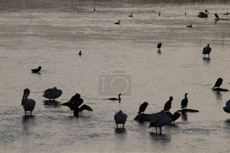 Photo for Twilight Serenade: Winnebago Lake, Wisconsin, USA - Royalty Free Image