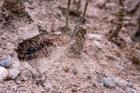 Foto de Una macrofotografía de una hormiga en su hábitat natural. Está emergiendo de la entrada de su nido. - Imagen libre de derechos