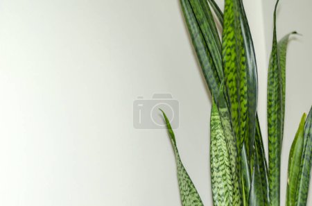 Téléchargez les photos : Branche de plante Sansevieria sur fond blanc. - en image libre de droit