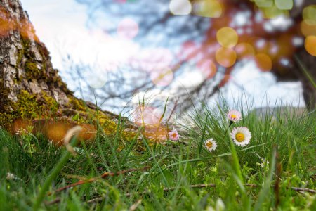 Photo for Spring is rising, daisy flowers are among the grass. Plants are growing under the tree. - Royalty Free Image