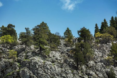 Téléchargez les photos : Les falaises rocheuses donnent vie à la nature avec des arbres matures. Les beautés naturelles sauvages sous le ciel bleu. - en image libre de droit