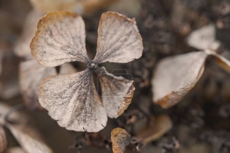 Foto de Hydrangea flor seca aislado fondo borroso - Imagen libre de derechos