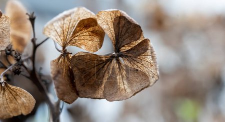 Photo for Hydrangea dry flower isolated blurred background - Royalty Free Image