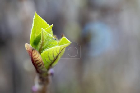 Photo for Fresh green leaf close up Macro photography. - Royalty Free Image