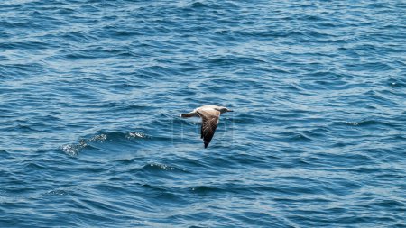 Photo for Seagull flaying over sea water  in the turkey - Royalty Free Image