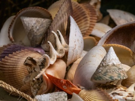 Photo for Different types of sea shells - Royalty Free Image